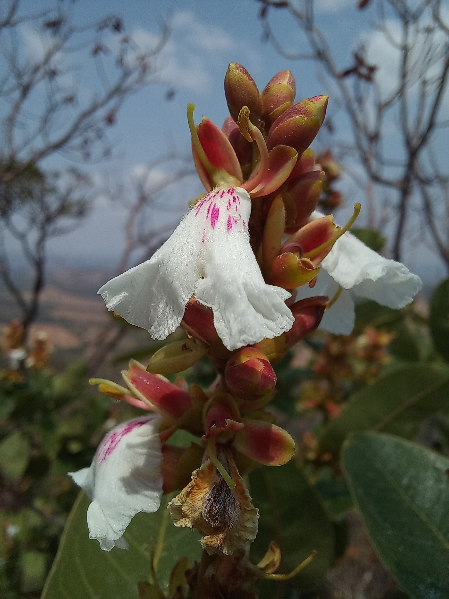 Qualea cordata