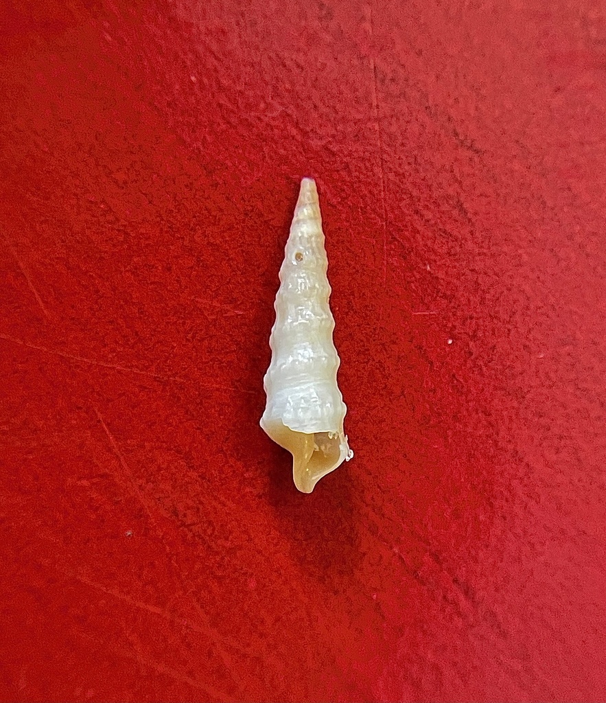 Concave Auger