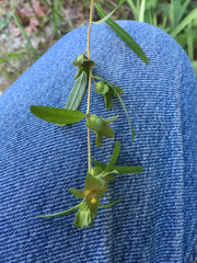 Ludwigia alternifolia