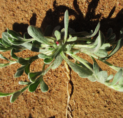 Helichrysum argyrosphaerum