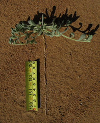 Helichrysum argyrosphaerum