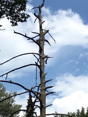 Dendrocopos major