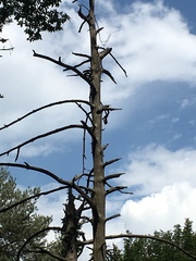 Dendrocopos major