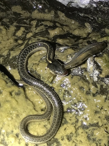 iNaturalist observation photo of Aquatic Garter Snake