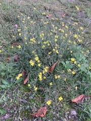 Wall Rocket (Diplotaxis tenuifolia)