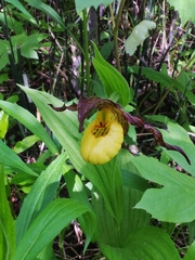 Cypripedium parviflorum