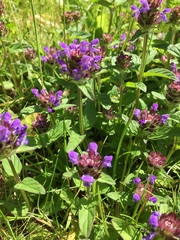 Prunella vulgaris