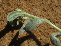 Helichrysum argyrosphaerum