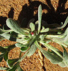 Helichrysum argyrosphaerum