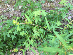 Ludwigia alternifolia