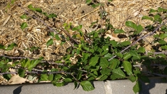 Rubus ulmifolius