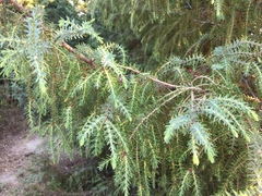 Juniperus macrocarpa