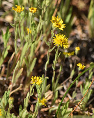 Kyhosia bolanderi