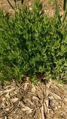 Asteroideae