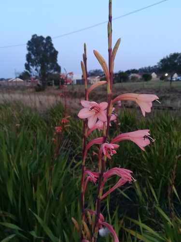 Image of Watsonia knysnana by (c) Gareth, some rights reserved (CC BY)