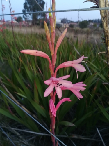 Watsonia knysnana, photograph 3