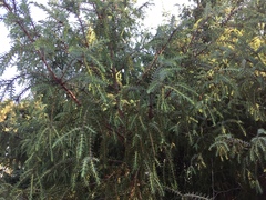Juniperus macrocarpa