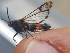 Synanthedon formicaeformis