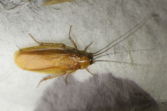 Parcoblatta virginica