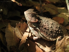 Phrynosoma braconnieri