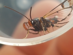 Synanthedon formicaeformis