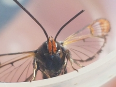 Synanthedon formicaeformis