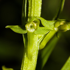 Platanthera sparsiflora