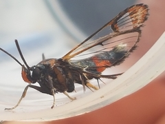 Synanthedon formicaeformis