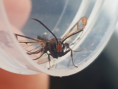 Synanthedon formicaeformis