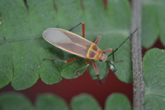 Stenomacra marginella