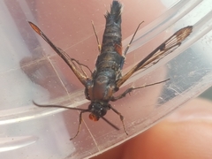 Synanthedon formicaeformis