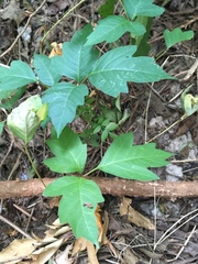Toxicodendron radicans