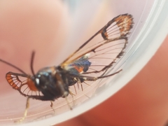 Synanthedon formicaeformis