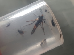 Synanthedon formicaeformis