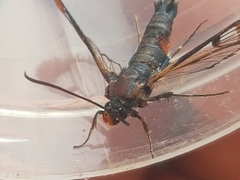 Synanthedon formicaeformis