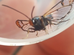 Synanthedon formicaeformis