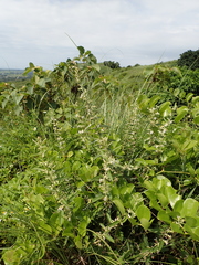 Helicteres angustifolia