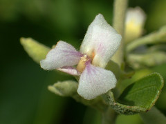 Helicteres angustifolia