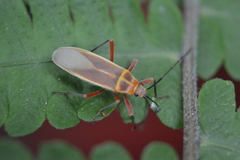 Stenomacra marginella