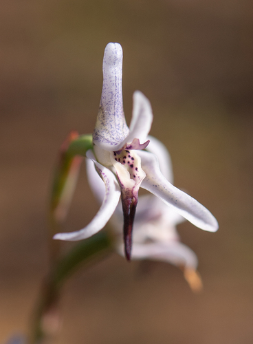 Disa biflora (L.) Druce