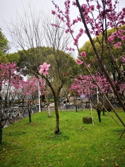 Prunus davidiana