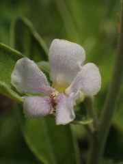 Helicteres angustifolia