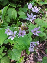 Allium canadense canadense