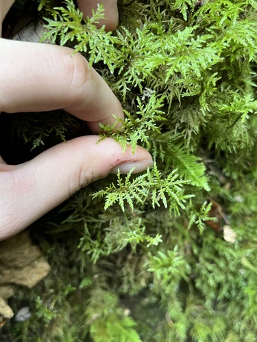 stairstep moss