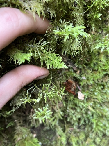 Ostrich-plume Moss