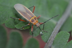 Stenomacra marginella