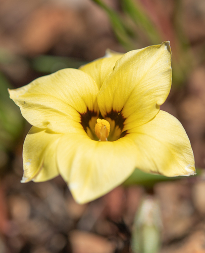 Romulea luteiflora