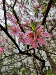 Prunus davidiana