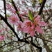 Prunus davidiana - Photo (c) kuroshio_tohsaka,  זכויות יוצרים חלקיות (CC BY-NC), הועלה על ידי kuroshio_tohsaka