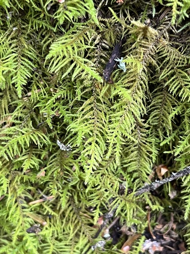Fir Tamarisk-moss